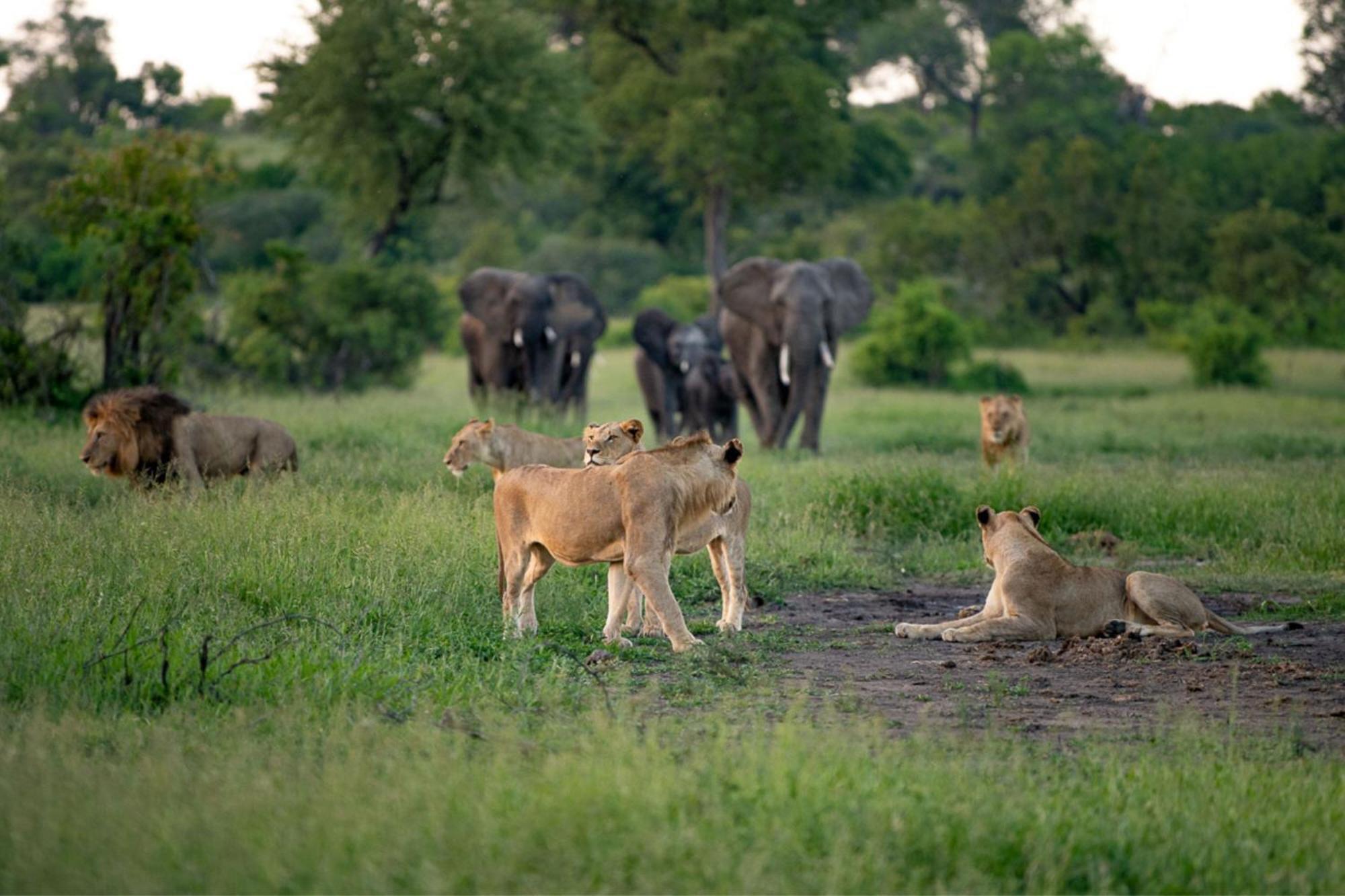 Leopard Sands Kruger Park สกูกูซา ภายนอก รูปภาพ