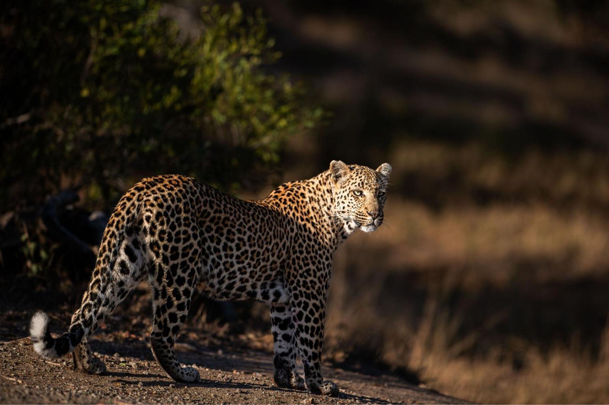 Leopard Sands Kruger Park สกูกูซา ภายนอก รูปภาพ