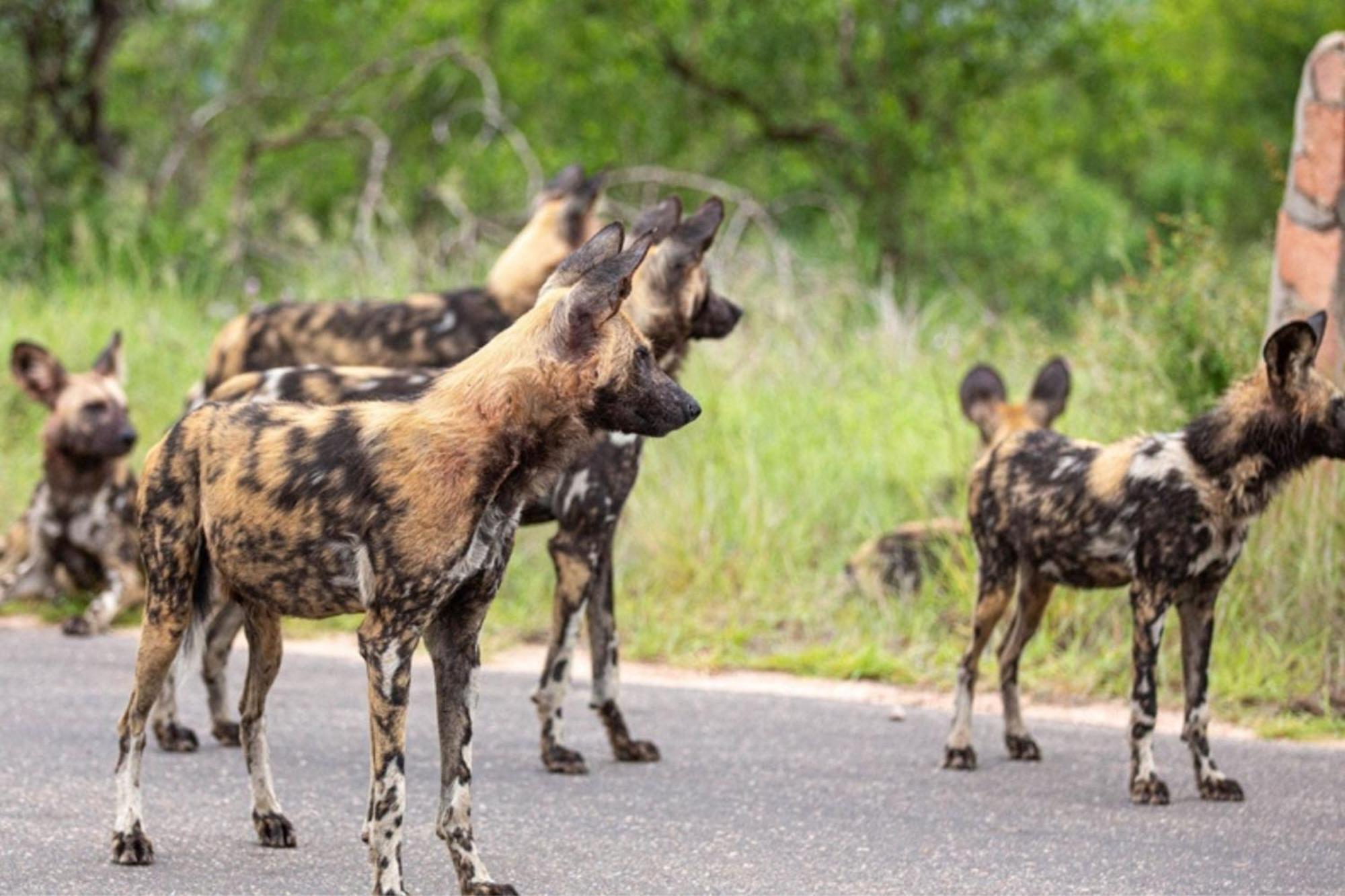 Leopard Sands Kruger Park สกูกูซา ภายนอก รูปภาพ