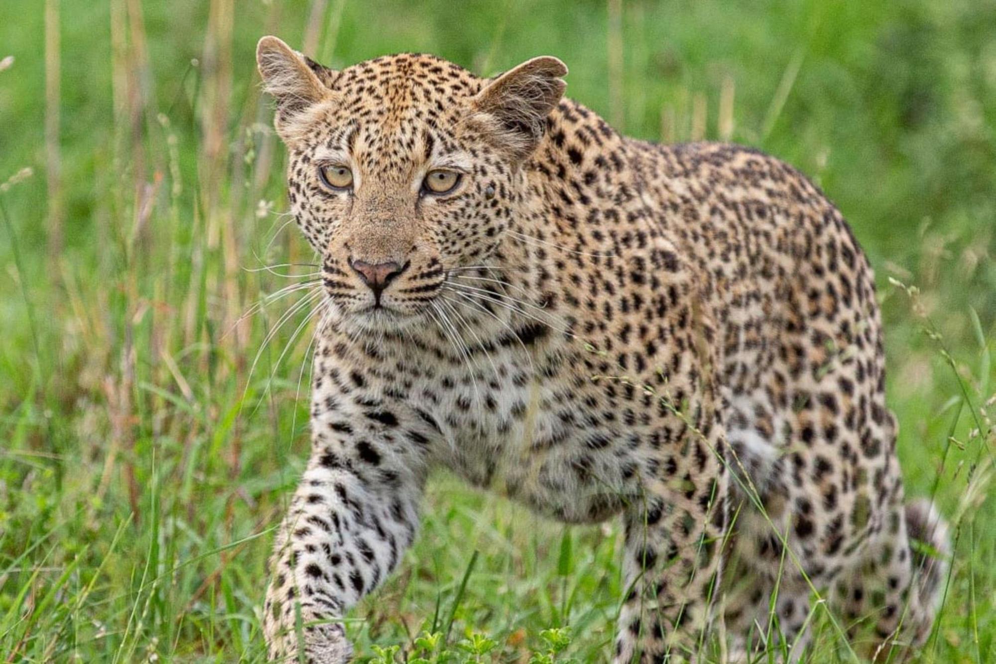 Leopard Sands Kruger Park สกูกูซา ภายนอก รูปภาพ
