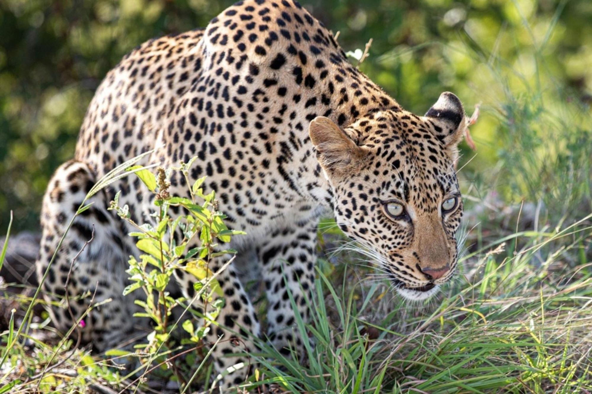 Leopard Sands Kruger Park สกูกูซา ภายนอก รูปภาพ